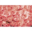 MS-5-0133 Roses