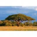 MS-5-0097 Acacia Tree