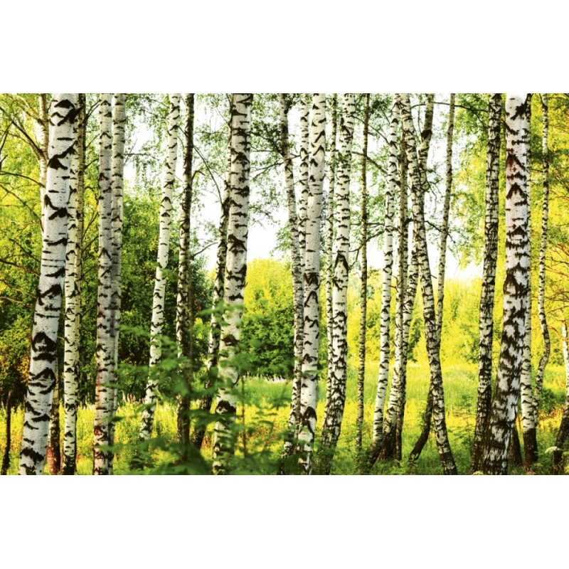 MS-5-0094 Birch Forest