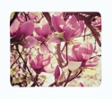 Fleece Blanket Pink Magnolias