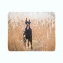 Fleece Blanket Doberman Pinscher in the Golden Grass