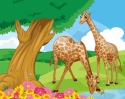 Giraffes