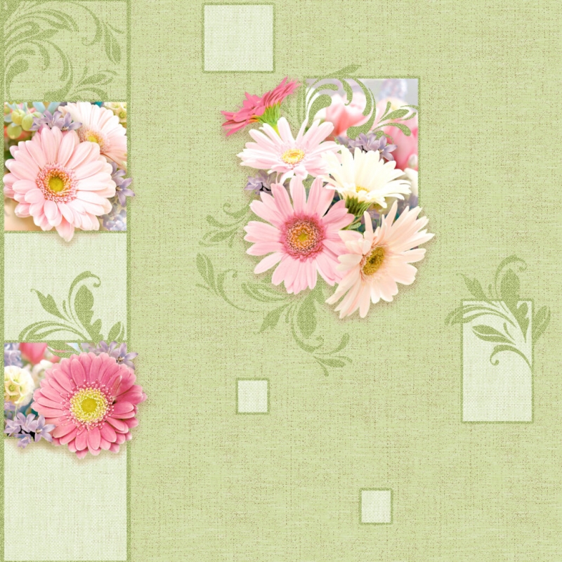 Gerbera k 71 Wallpaper