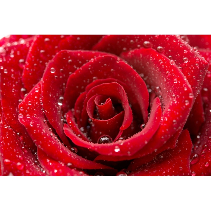 MS-5-0138 Red Rose